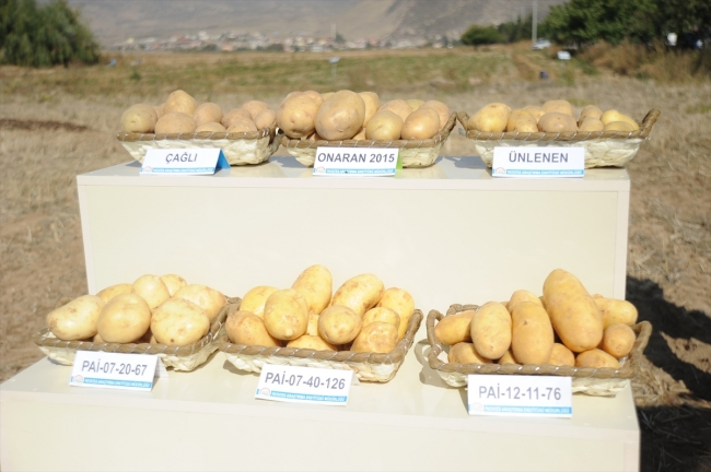 Niğde'de yerli ve milli patates çeşitlerinin tanıtımı yapıldı